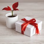 Simple gift box tied with red silk tape close to red flower plant. Romantic love set for valentine day, holidays and festivals